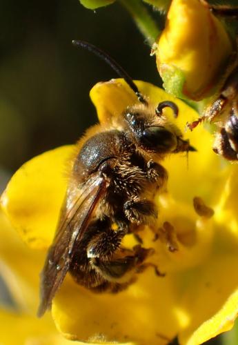 Macropis (europaea-fulvipes)